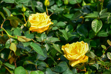 Close-up of yellow rose in the garden with sunlight on it. Yellow rosa with green leaves in the afternoon in rural. Flower and plant.