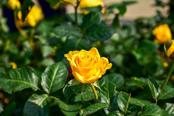 Close-up of yellow rose in the garden with sunlight on it. Yellow rosa with green leaves in the afternoon in rural. Flower and plant.