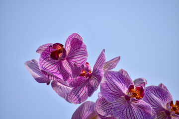 Purple orchid flowers in the garden.  Purple orchid flowers in rural. Flower and plant.