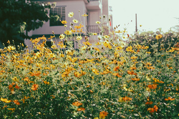 Close-up of Sulfur cosmo blooming in field, Full frame shot of Sulfur cosmo in park, inspiration...