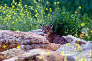 Iberian lynx in the Sierra de Andujar, Spain. © StockPhotoAstur