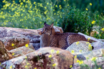 Iberian lynx in the Sierra de Andujar, Spain.