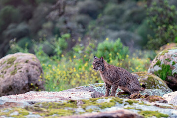 Iberian lynx in the Sierra de Andujar, Spain.