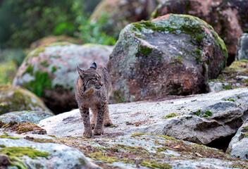 Young Iberian lynx in the Sierra de Andujar. Spain