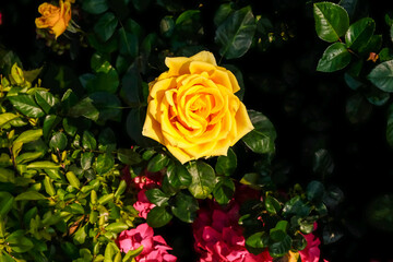 Close-up of yellow rose in the garden with sunlight on it. Yellow rosa with green leaves in the afternoon in rural. Flower and plant.