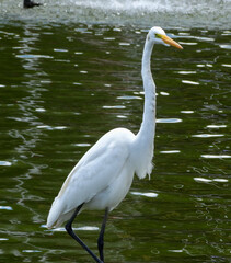 White heron photographed in a park lake. They can be found throughout Brazil. With a long, yellow beak, black legs and fingers. It measures an average of 90 cm and feeds on aquatic prey.