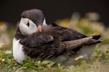 Closeup of cute puffin with beak under its wing