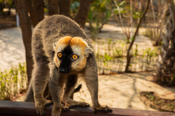 Red-bellied Lemur - Eulemur rubriventer, Cute primate.