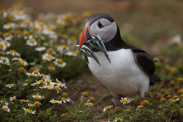 Cute Puffin with sand eels in field of daisies