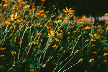  Cosmos sulphureus is also known as sulfur cosmos and yellow cosmos. Beautiful flower with orange color,close up of summer sulfur Cosmos flower, yellow Cosmos flower