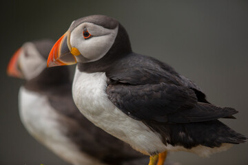 Cute Puffin potrait