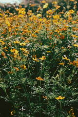  Cosmos sulphureus is also known as sulfur cosmos and yellow cosmos. Beautiful flower with orange color,close up of summer sulfur Cosmos flower, yellow Cosmos flower