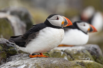 Cute Puffin portrait