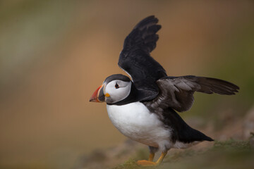Cute Puffin flapping wings against blurred orange background