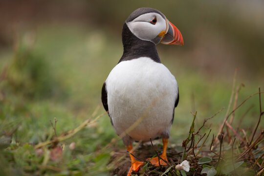 Cute Puffin looking right against blurred background