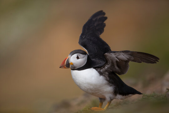 Cute Puffin flapping wings against blurred orange background