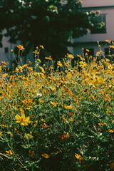  Cosmos sulphureus is also known as sulfur cosmos and yellow cosmos. Beautiful flower with orange color,close up of summer sulfur Cosmos flower, yellow Cosmos flower