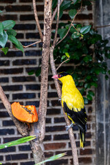 A close up photo of a beautiful Black-naped oriole bird sitting on the branch of a tree at Lembang...