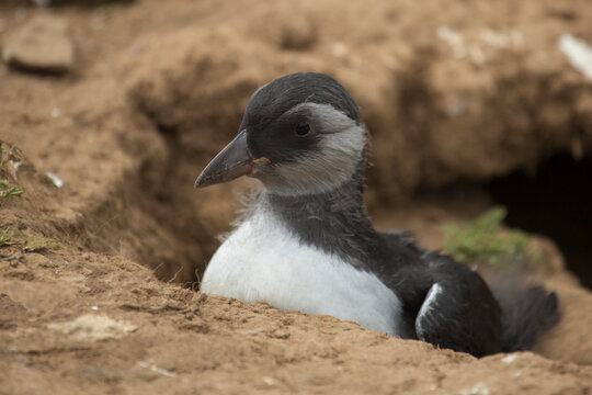 Cute Puffling about to leave nest and fledge
