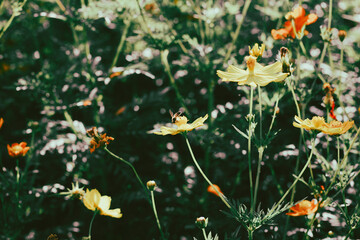  Cosmos sulphureus is also known as sulfur cosmos and yellow cosmos. Beautiful flower with orange color,close up of summer sulfur Cosmos flower, yellow Cosmos flower