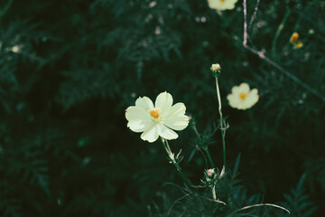  Cosmos sulphureus is also known as sulfur cosmos and yellow cosmos. Beautiful flower with orange...