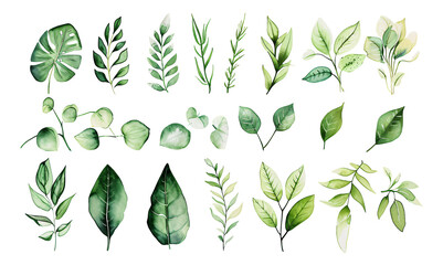 Various leaves are depicted in watercolor in a particular style. - obrazy, fototapety, plakaty