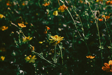  Cosmos sulphureus is also known as sulfur cosmos and yellow cosmos. Beautiful flower with orange...