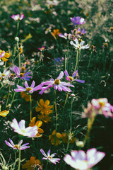  Cosmos sulphureus is also known as sulfur cosmos and yellow cosmos. Beautiful flower with orange...