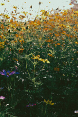  Cosmos sulphureus is also known as sulfur cosmos and yellow cosmos. Beautiful flower with orange...