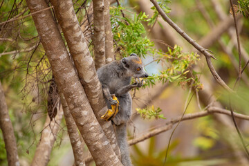 Crowned lemur in forest Madagascar nature.
