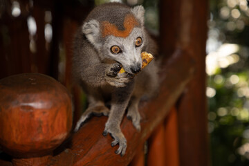 Crowned lemur (Eulemur Coronatus), endemic animal