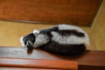 black and white ruffed lemur in its natural habitat