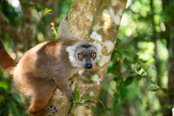 Crowned lemur (Eulemur Coronatus), endemic animal