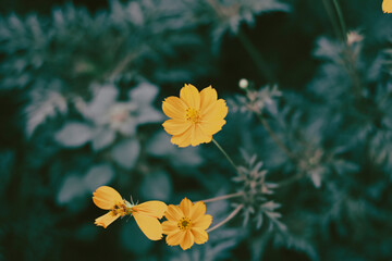  Cosmos sulphureus is also known as sulfur cosmos and yellow cosmos. Beautiful flower with orange...