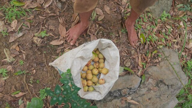 Indonesian farmers put freshly picked nutmeg into sacks
