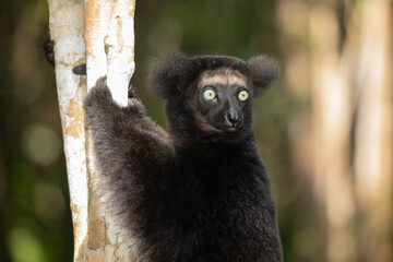 Lemur Indri indri, babakoto largest lemur from Madagascar