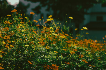 Cosmos sulphureus is also known as sulfur cosmos and yellow cosmos. Beautiful flower with orange color,close up of summer sulfur Cosmos flower, yellow Cosmos flower