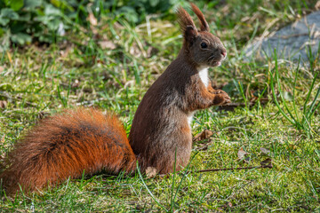Eichhörnchen sitzt im Gras
