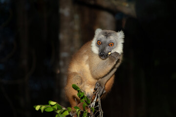 Lemur mischiefs on veranda bungalow and waits for food