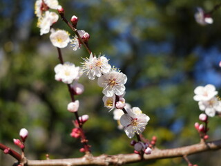 Ume brossoms[japanese apricot]