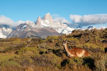 Crédence de cuisine en verre imprimé Fitz Roy iconic patagonia landscape- fitz roy mountains with llama or alpaca in foreground