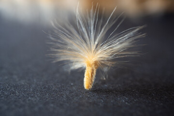 Macro of an isolated oleander seed (Nerium oleander) on a black background