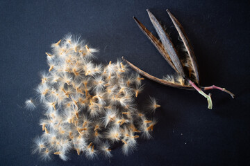 Macro of oleander seeds (Nerium oleander) separated from their pods and pods. Black background