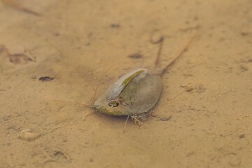 Rare crustacean Tadpole shrimp (Triops cancriformis) with three eyes in a shallow pool - puddle in the Brdy Protected Landscape Area, critically endangered and protected