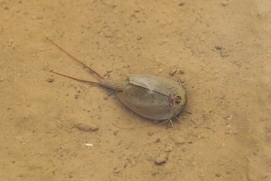 Rare crustacean Tadpole shrimp (Triops cancriformis) with three eyes in a shallow pool - puddle in the Brdy Protected Landscape Area, critically endangered and protected