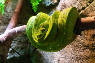 A close up photo of a Green snake rests in its typical position curled up on a branch at Lembang Park and Zoo, Bandung, Indonesia