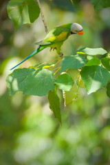 Red-breasted parakeet (Psittacula alexandri) in rain forest