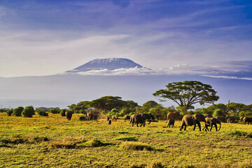 A picture perfect classic image of a herd of elephants moving across the savanna plains in the shadow of Mount Kilimanjaro in the bright morning sun at Amboseli National Park, Kenya - Powered by Adobe