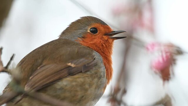 European Robin (Erithacus rubecula) adult singing, apparently responding to the calls of a blackbird - in closeup. February, Kent, UK. With sound