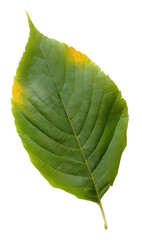 Obraz premium Green leaves isolated on white background